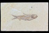 Knightia Fossil Fish - Wyoming #79947-1